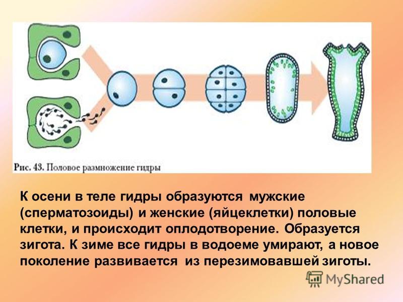 Kraken ссылка зеркало